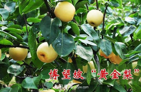 方城縣博望鎮國外女翻譯回國幫公婆種黃金梨(圖1)