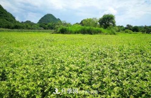 南召縣石門(mén)鄉竹園村 艾草產(chǎn)業(yè)鏈富了眾鄉鄰(圖1)