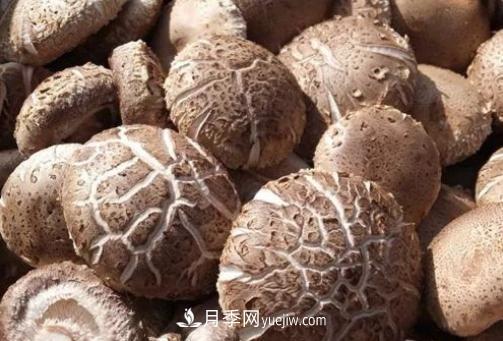 香菇之鄉南陽(yáng)地標農產(chǎn)品 西峽香菇撬動(dòng)國際大市場(chǎng)(圖2)