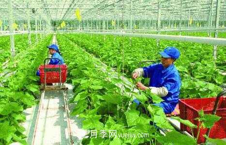 有機產(chǎn)品395個(gè)，南陽(yáng)有機農業(yè)全國**是怎樣煉成的？(圖1)