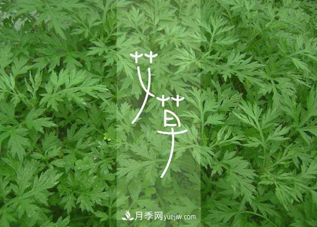占據全國50%以上市場(chǎng) 南陽(yáng)艾草產(chǎn)業(yè)如何培育品牌？(圖1)