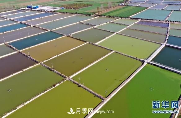 鎮平縣觀(guān)賞魚(yú)養殖 金魚(yú)之鄉小錦鯉游出大產(chǎn)業(yè)(圖4)