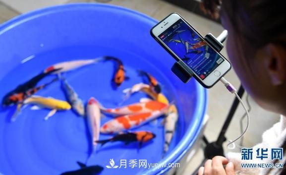 鎮平縣觀(guān)賞魚(yú)養殖 金魚(yú)之鄉小錦鯉游出大產(chǎn)業(yè)(圖2)