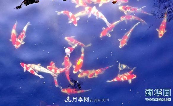 鎮平縣觀(guān)賞魚(yú)養殖 金魚(yú)之鄉小錦鯉游出大產(chǎn)業(yè)(圖3)