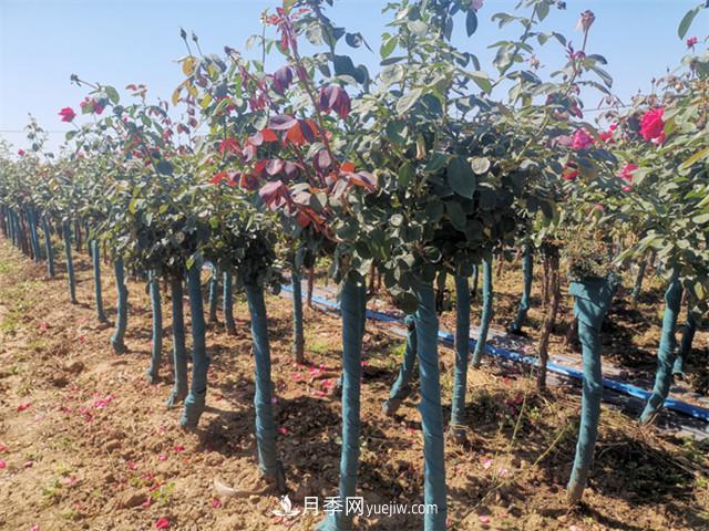 如何做好南陽(yáng)苗木的冬季防寒防凍措施？(圖1)