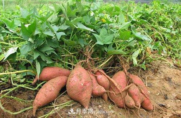 唐河紅薯 一個(gè)大飽口福的南陽(yáng)農產(chǎn)品特產(chǎn)品牌(圖1)