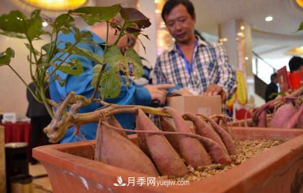 唐河紅薯 一個(gè)大飽口福的南陽(yáng)農產(chǎn)品特產(chǎn)品牌(圖2)