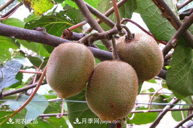 西峽獼猴桃入選中國農業(yè)品牌目錄 南陽(yáng)特色農產(chǎn)品的代表(圖1)