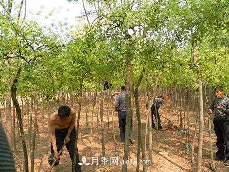 南陽(yáng)夏季苗木的養護知識(圖1)