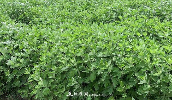 開(kāi)封市艾草艾根種植編織致富夢(mèng)想(圖1)