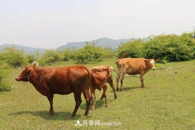 來(lái)南陽(yáng)旅游有什么不得不帶走的十大名優(yōu)特產(chǎn)？(圖2)