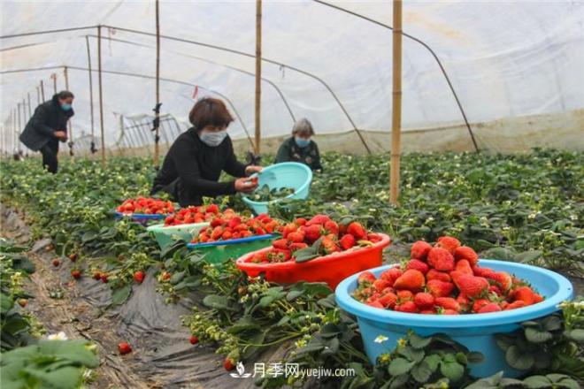 南陽(yáng)今年農業(yè)農村重點(diǎn)工作和目標敲定！(圖3)