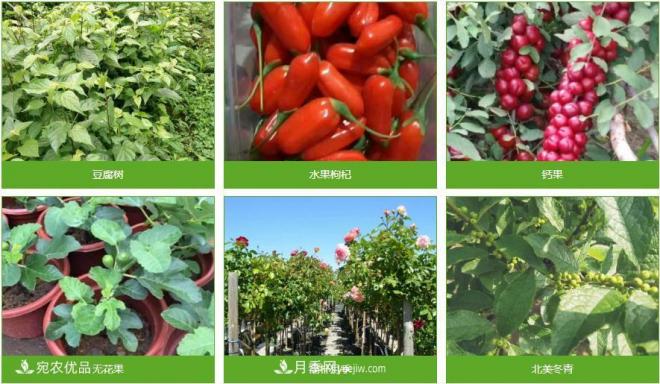 南陽(yáng)普吉園苗木農業(yè)科技示范園區(圖1)
