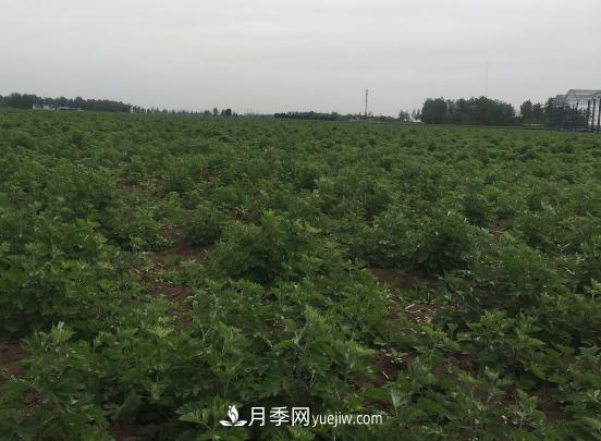 艾草種植技術(shù)為什么選南陽(yáng)，為什么選國醫仲景公司？(圖1)
