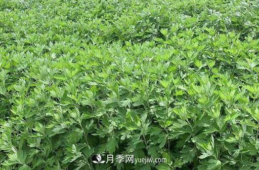 南陽(yáng)的艾葉和艾草是同一種植物嗎？(圖1)