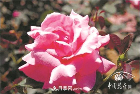 北京什么月季***美***自修 月季專(zhuān)家帶您細細品(圖3)