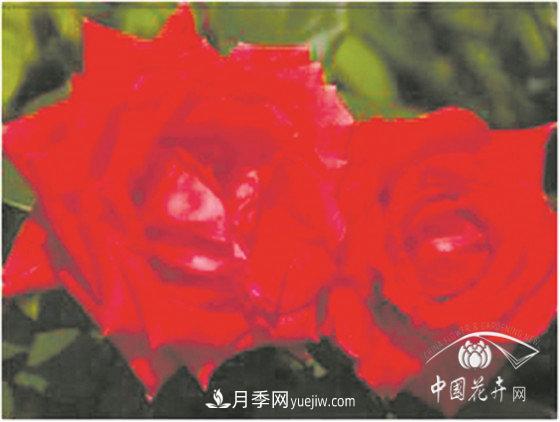 北京什么月季***美***自修 月季專(zhuān)家帶您細細品(圖5)
