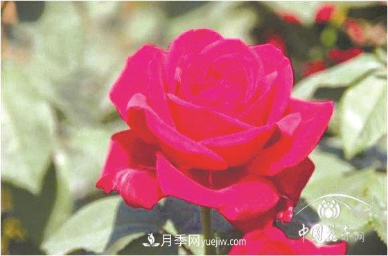 北京什么月季***美***自修 月季專(zhuān)家帶您細細品(圖4)