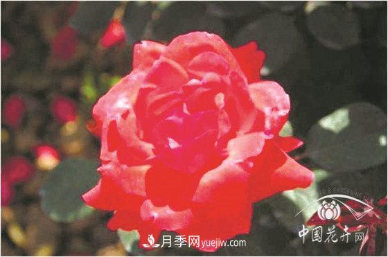 北京什么月季***美***自修 月季專(zhuān)家帶您細細品(圖2)