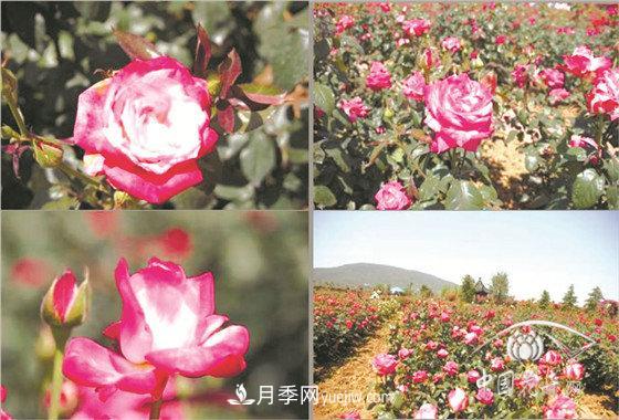 北京什么月季***美***自修 月季專(zhuān)家帶您細細品(圖6)