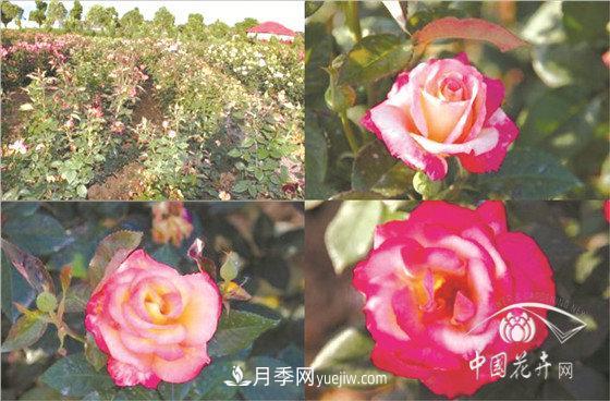 北京什么月季***美***自修 月季專(zhuān)家帶您細細品(圖8)