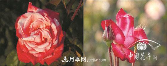 北京什么月季***美***自修 月季專(zhuān)家帶您細細品(圖9)