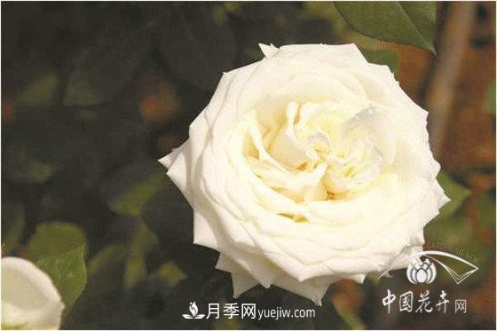 北京什么月季***美***自修 月季專(zhuān)家帶您細細品(圖11)