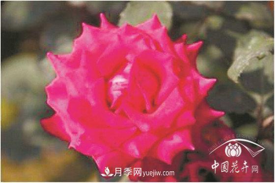 北京什么月季***美***自修 月季專(zhuān)家帶您細細品(圖14)