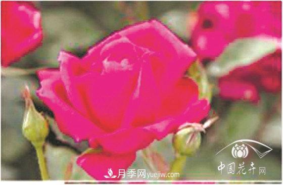北京什么月季***美***自修 月季專(zhuān)家帶您細細品(圖15)