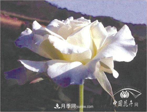 北京什么月季***美***自修 月季專(zhuān)家帶您細細品(圖12)