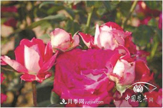 北京什么月季***美***自修 月季專(zhuān)家帶您細細品(圖18)