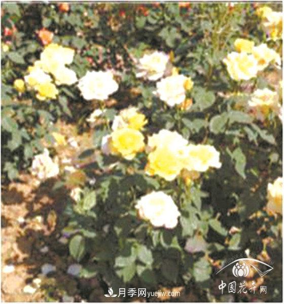 北京什么月季***美***自修 月季專(zhuān)家帶您細細品(圖16)