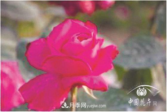北京什么月季***美***自修 月季專(zhuān)家帶您細細品(圖17)