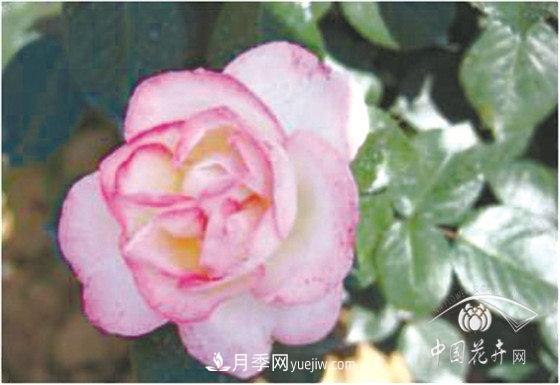 北京什么月季***美***自修 月季專(zhuān)家帶您細細品(圖13)