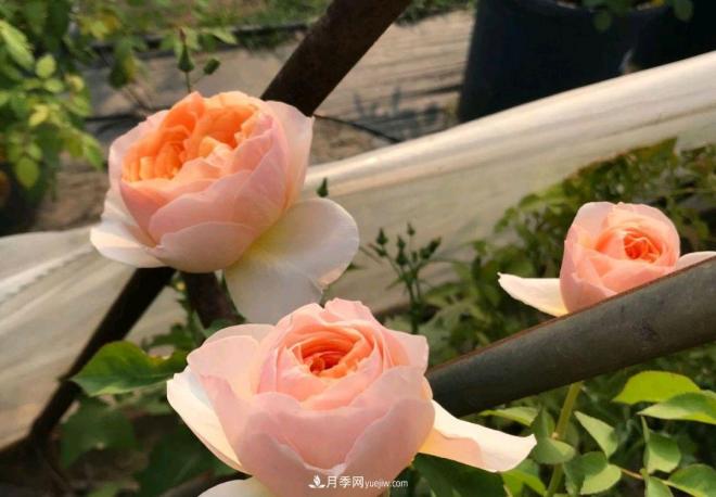 月季花長(cháng)粗壯芽先橫拉定期澆肥多淋雨，一年長(cháng)成花球(圖2)