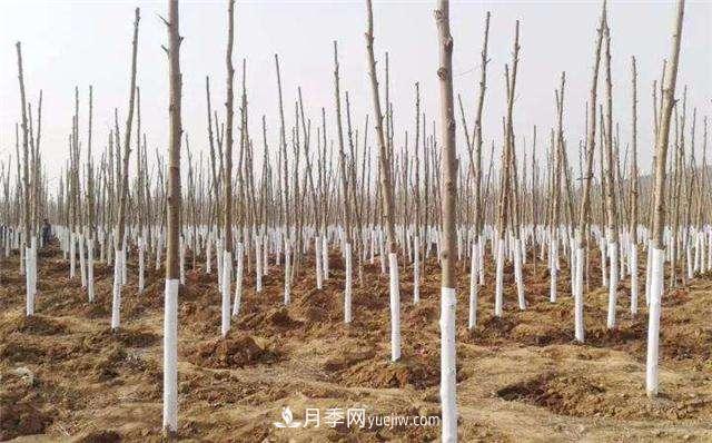 綠化苗木什么時(shí)間涂白效果***好，有哪些基本要求(圖1)