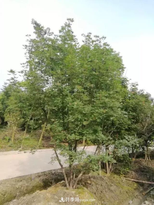 2020下半年鄉土樹(shù)種漲價(jià)趨勢明顯，這8種苗木***吃香(圖2)