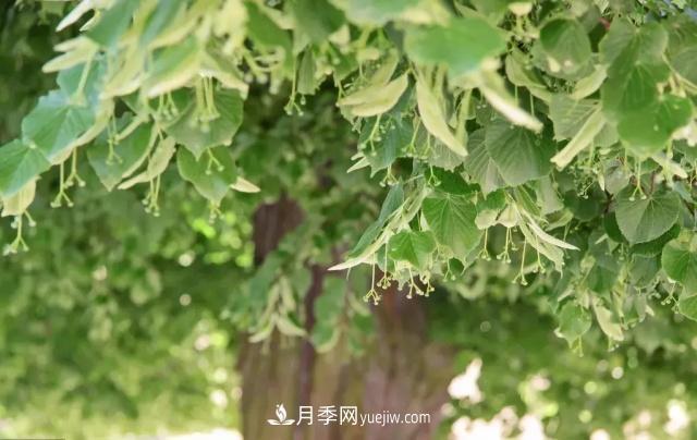 2020下半年鄉土樹(shù)種漲價(jià)趨勢明顯，這8種苗木***吃香(圖7)