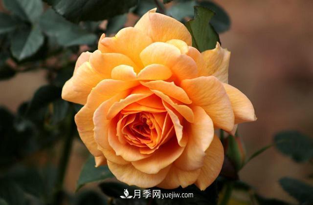 秋天養護月季不難，做好這三點(diǎn)還能開(kāi)花(圖1)