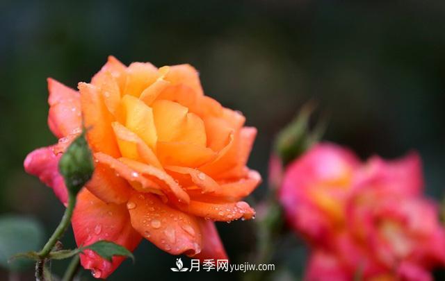 寒露過(guò)后如何扦插月季？輕松掌握養護技巧，養出苗壯月季花(圖1)