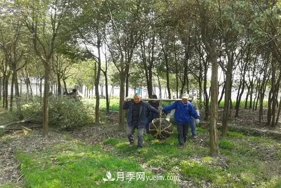 河南苗木人再不求變，終將被高昂的人工成本拖垮(圖1)