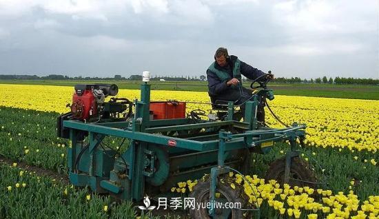 河南苗木人再不求變，終將被高昂的人工成本拖垮(圖2)