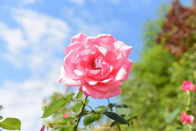 新手如何種植月季花？詳細攻略教程請查收(圖3)