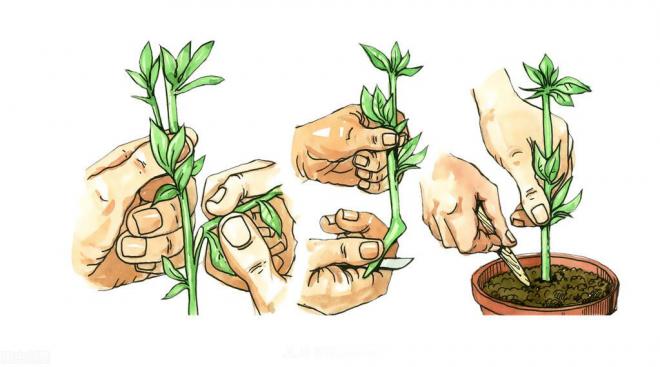新手如何種植月季花？詳細攻略教程請查收(圖2)