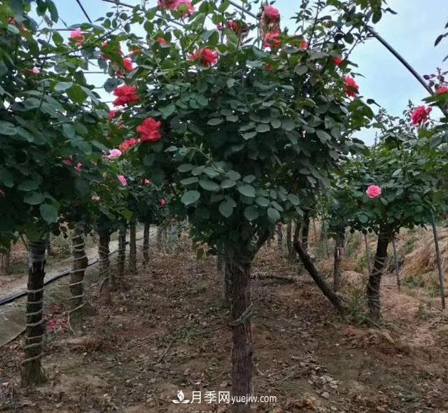 月季樹(shù)冬天怎么修剪？(圖1)