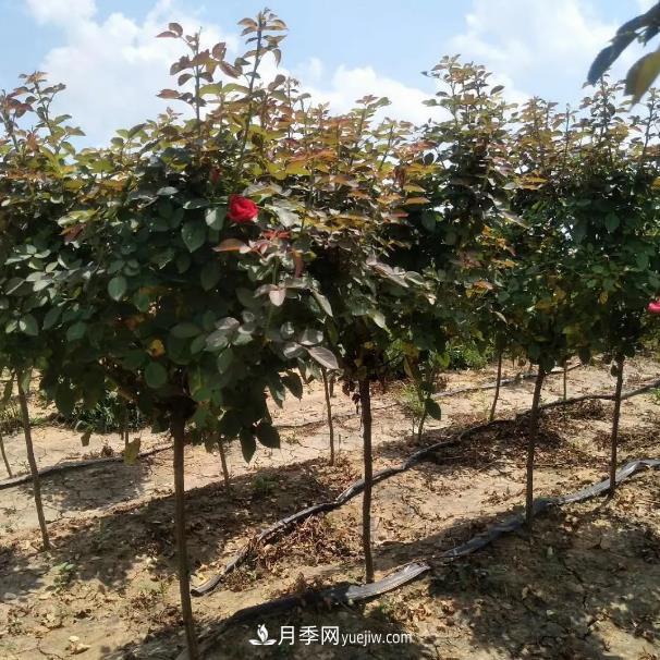 樹(shù)狀月季氣候病害的防治(圖1)