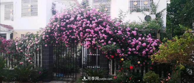 想要打造網(wǎng)紅月季花墻，只要這三步，你也可以擁有花海(圖4)