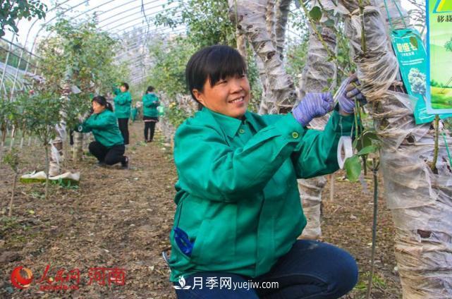 河南南陽(yáng)：月季嫁接確保明年增產(chǎn) 月季產(chǎn)業(yè)助農增收(圖1)