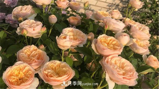 花開(kāi)華南地區，哪些月季品種，征服了廣州這片“熱土”？(圖2)