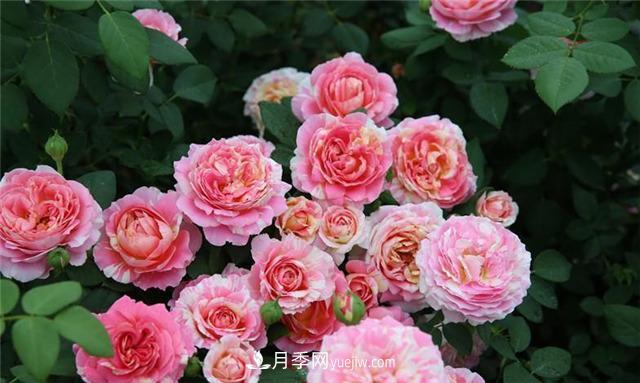 花開(kāi)華南地區，哪些月季品種，征服了廣州這片“熱土”？(圖3)